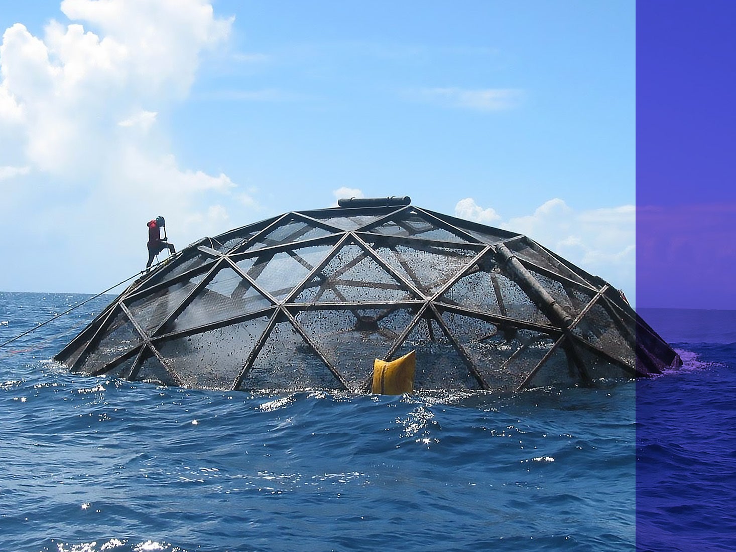 Divers survey a submersible cage used to farm cobia off the coast of Puerto Rico in connection with UCLA research.