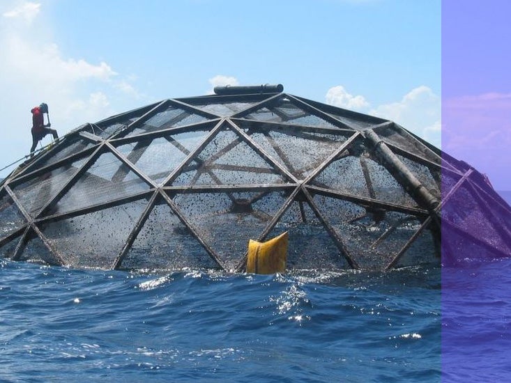 Los buzos inspeccionan una jaula sumergible utilizada para cultivar cobia frente a la costa de Puerto Rico en relación con una investigación de UCLA.