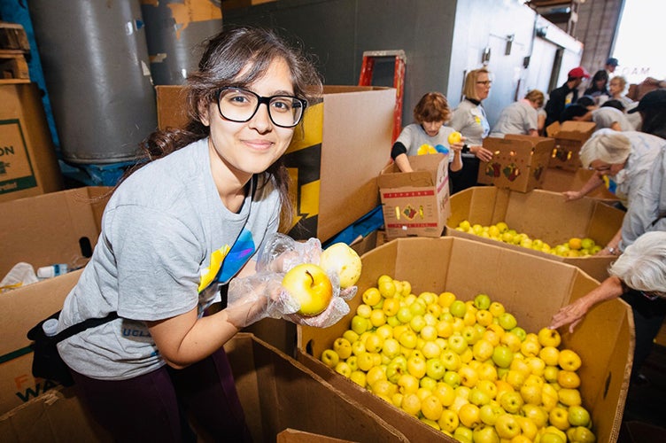 A student volunteer helps go through bins of golden apples.