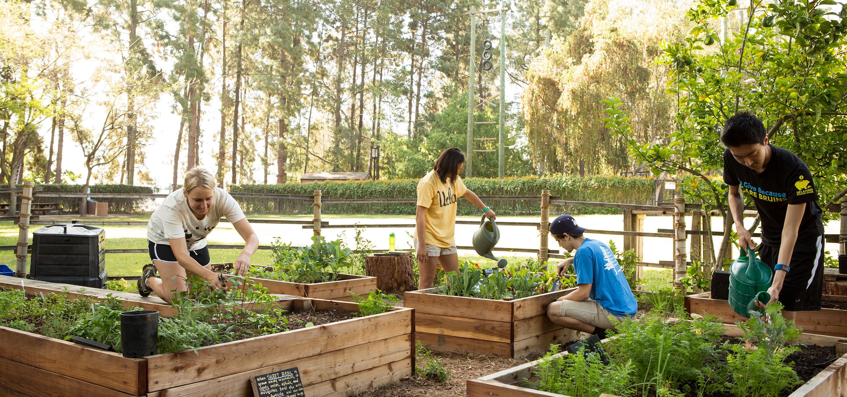 Los estudiantes cuidan las plantas en el jardín orgánico del campus.